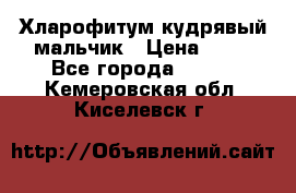 Хларофитум кудрявый мальчик › Цена ­ 30 - Все города  »    . Кемеровская обл.,Киселевск г.